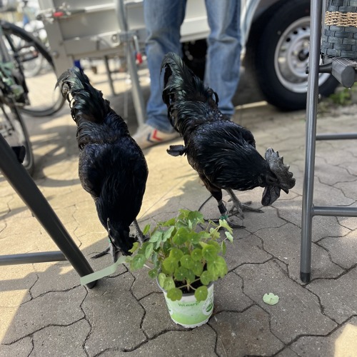 Frühlingsmarkt im Kiebitzmarkt...